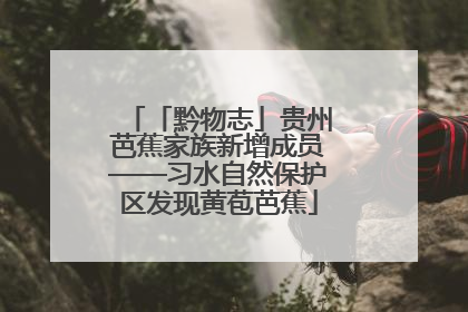 「黔物志」贵州芭蕉家族新增成员——习水自然保护区发现黄苞芭蕉