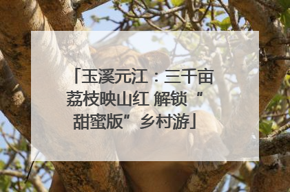玉溪元江：三千亩荔枝映山红 解锁“甜蜜版”乡村游