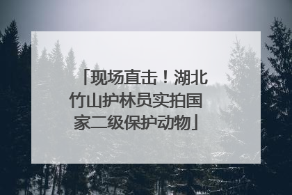 现场直击！湖北竹山护林员实拍国家二级保护动物