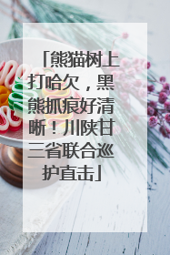 熊猫树上打哈欠，黑熊抓痕好清晰！川陕甘三省联合巡护直击
