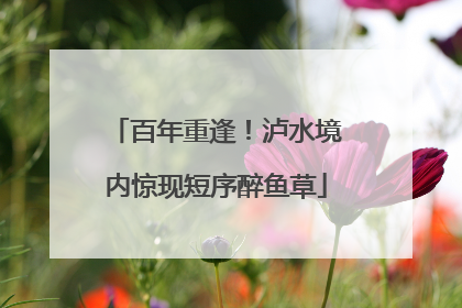 百年重逢！泸水境内惊现短序醉鱼草