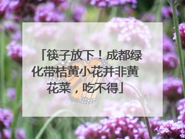 筷子放下！成都绿化带桔黄小花并非黄花菜，吃不得