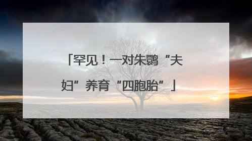 罕见!一对朱鹮“夫妇”养育“四胞胎”