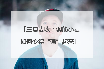 三夏麦收：弱筋小麦如何变得“强”起来
