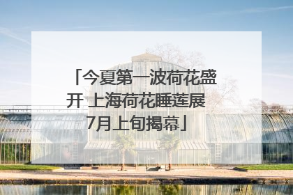今夏第一波荷花盛开 上海荷花睡莲展7月上旬揭幕