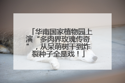 华南国家植物园上演“多肉界玫瑰传奇”，从呆萌树干到炸裂种子全是戏！