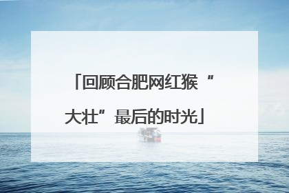 回顾合肥网红猴“大壮”最后的时光