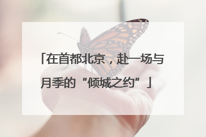在首都北京，赴一场与月季的“倾城之约”
