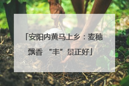 安阳内黄马上乡：麦穗飘香 “丰”景正好