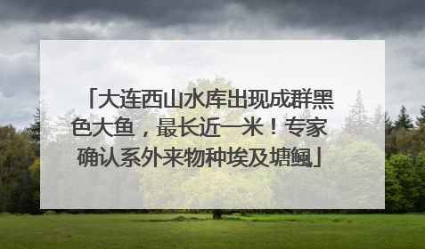 大连西山水库出现成群黑色大鱼，最长近一米！专家确认系外来物种埃及塘鲺