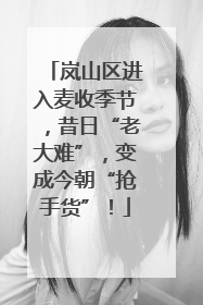 岚山区进入麦收季节，昔日“老大难”，变成今朝“抢手货”！