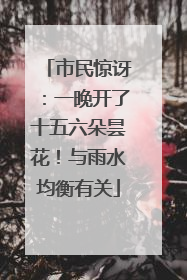 市民惊讶：一晚开了十五六朵昙花！与雨水均衡有关