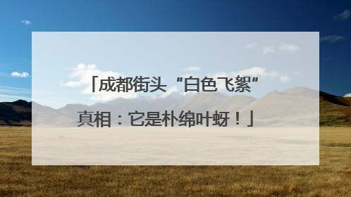 成都街头“白色飞絮”真相：它是朴绵叶蚜！