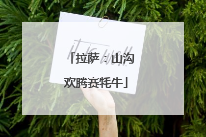 拉萨：山沟欢腾赛牦牛