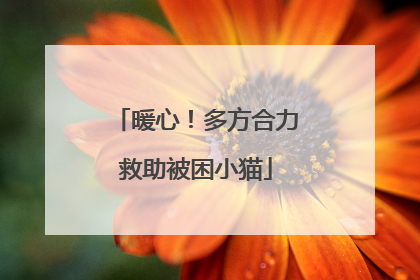 暖心！多方合力救助被困小猫