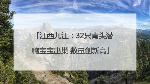 江西九江：32只青头潜鸭宝宝出巢 数量创新高