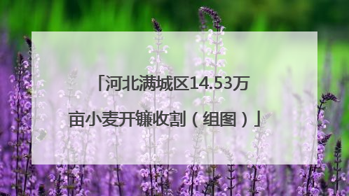 河北满城区14.53万亩小麦开镰收割（组图）