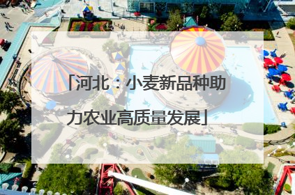 河北：小麦新品种助力农业高质量发展