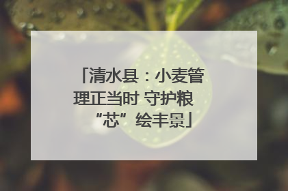 清水县：小麦管理正当时 守护粮“芯”绘丰景