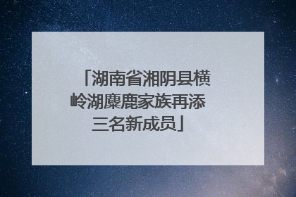 湖南省湘阴县横岭湖麋鹿家族再添三名新成员