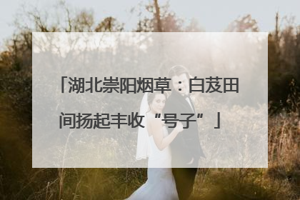 湖北崇阳烟草：白芨田间扬起丰收“号子”