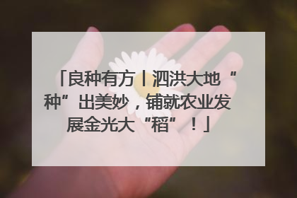 良种有方丨泗洪大地“种”出美妙，铺就农业发展金光大“稻”！