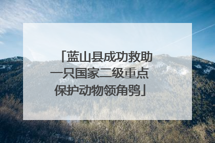 蓝山县成功救助一只国家二级重点保护动物领角鸮