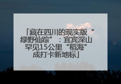 藏在四川的现实版“绿野仙踪”：宜宾深山罕见15公里“稻海”成打卡新地标