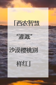 西农智慧“灌溉” 沙漠樱桃别样红