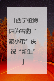 西宁植物园为雪豹“凌小蛰”庆祝“新生”