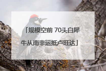 规模空前 70头白犀牛从南非运抵卢旺达