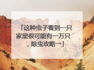 这种虫子看到一只家里很可能有一万只，除虫攻略→