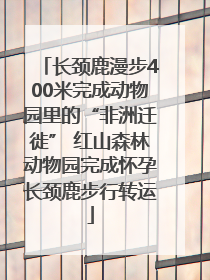 长颈鹿漫步400米完成动物园里的“非洲迁徙” 红山森林动物园完成怀孕长颈鹿步行转运