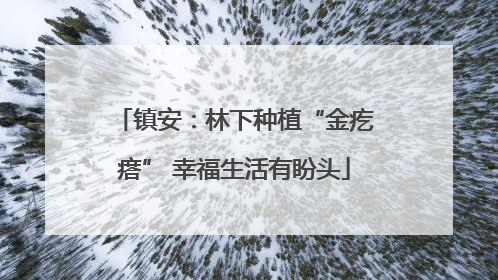 镇安：林下种植“金疙瘩” 幸福生活有盼头