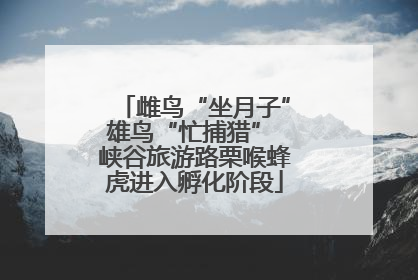 雌鸟“坐月子”雄鸟“忙捕猎” 峡谷旅游路栗喉蜂虎进入孵化阶段