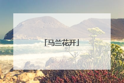 马兰花开