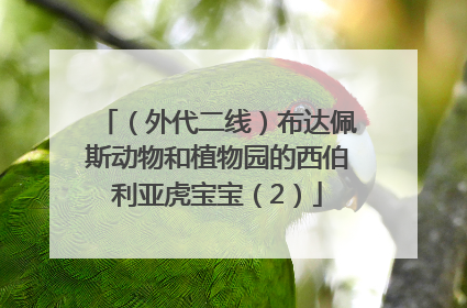 （外代二线）布达佩斯动物和植物园的西伯利亚虎宝宝（2）